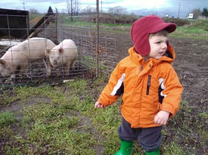 Me: "Soren, do you want to touch the pigs?" Soren, wrinkling up his nose: "Nooo."
