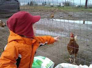 Trying to touch the chicken